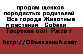 продам щенков породистых родителей - Все города Животные и растения » Собаки   . Тверская обл.,Ржев г.